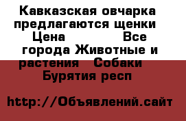 Кавказская овчарка -предлагаются щенки › Цена ­ 20 000 - Все города Животные и растения » Собаки   . Бурятия респ.